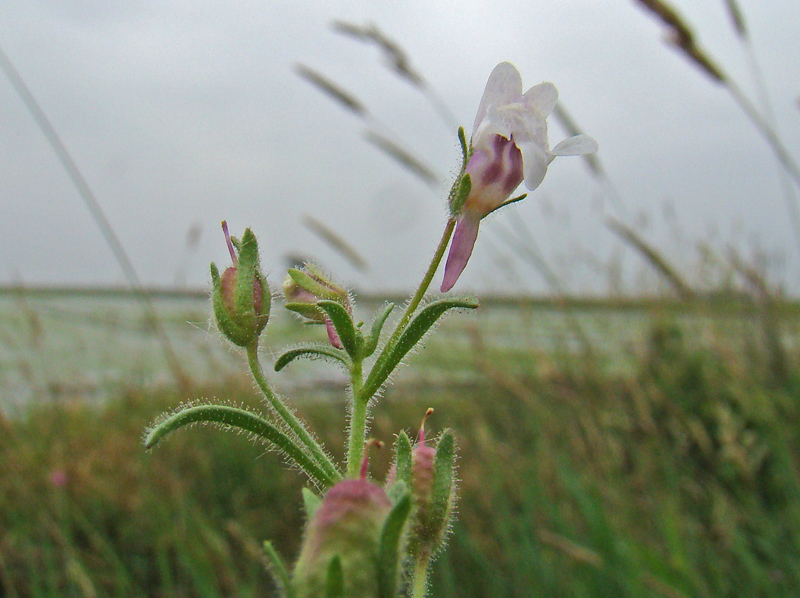 Linaria sp. 5426.JPG