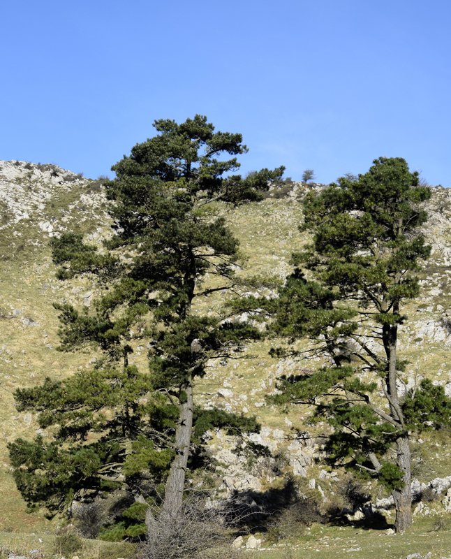 Pinaceae - Pinus radiata 1-01.jpg