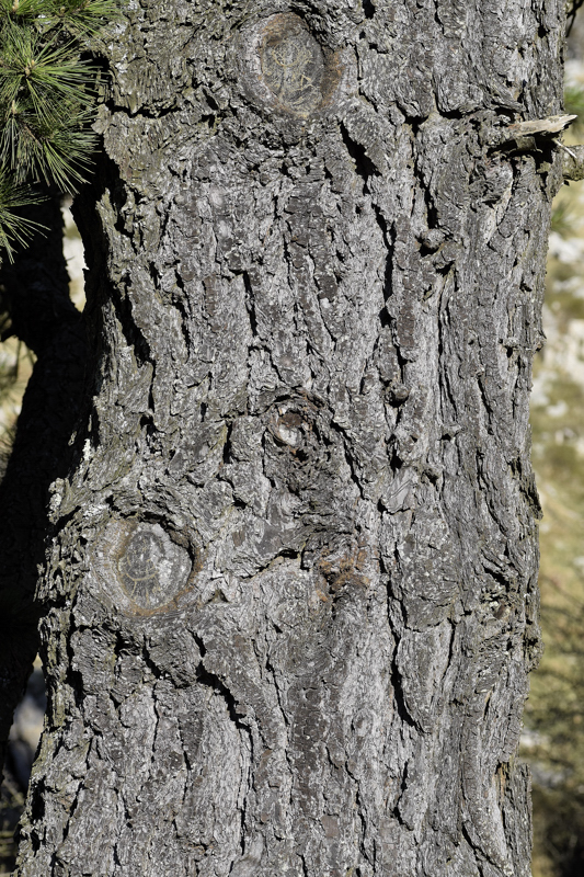 Pinaceae - Pinus radiata 2-01.jpg