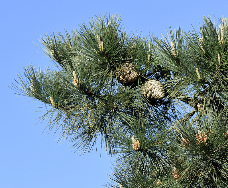 Pinaceae - Pinus radiata 3-01.jpg