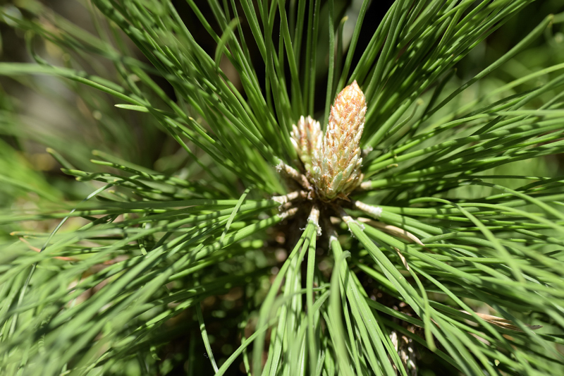 Pinaceae - Pinus radiata 4-01.jpg