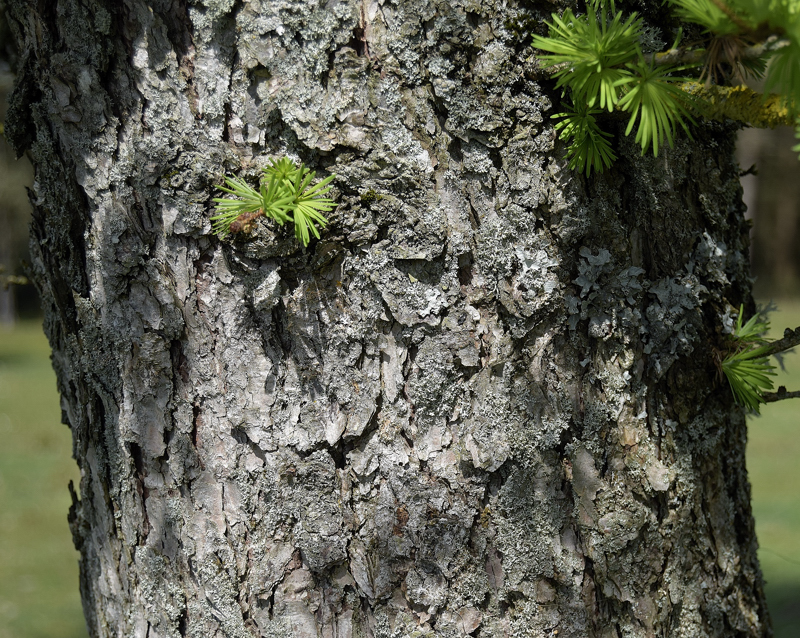 Pinaceae - Larix Kaempferi 3-01.jpg