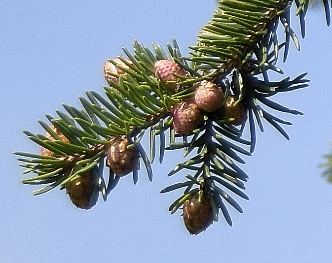 Pinaceae - Picea abies 3.jpg