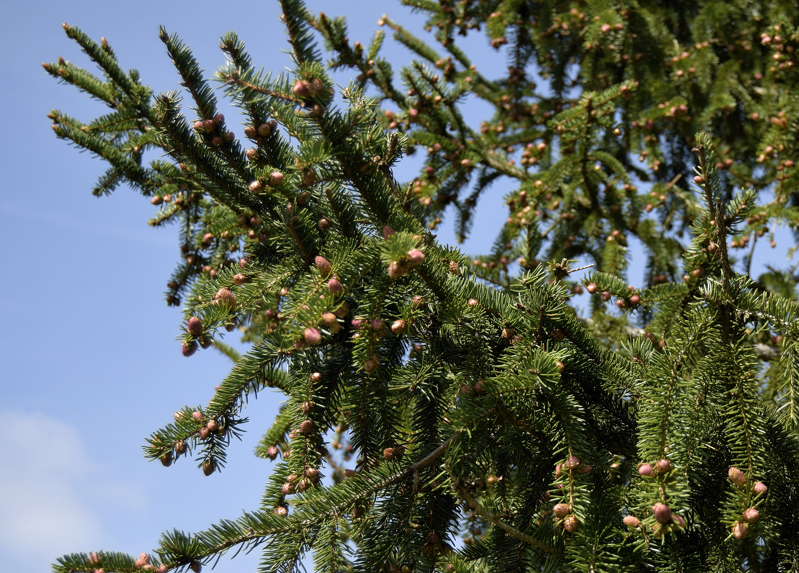 Pinaceae - Picea abies 4-01.jpg
