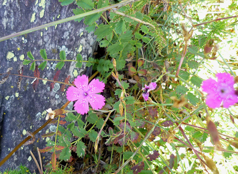 Dianthus sp. 299.jpg