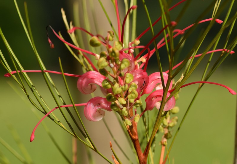 Proteaceae - Grevillea johnsonii 1-01.jpg