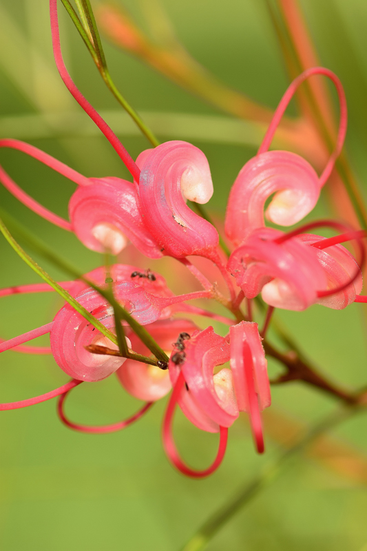 Proteaceae - Grevillea johnsonii 2-01.jpg