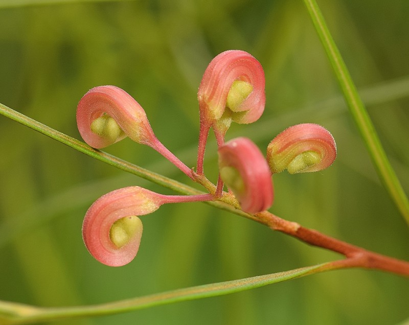 Proteaceae - Grevillea johnsonii 3-01.jpg