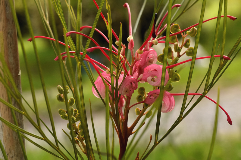 Proteaceae - Grevillea johnsonii 5-01.jpg