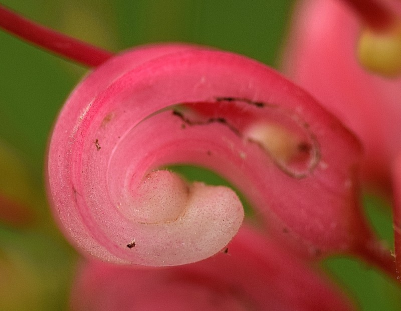 Proteaceae - Grevillea johnsonii 7-01.jpg