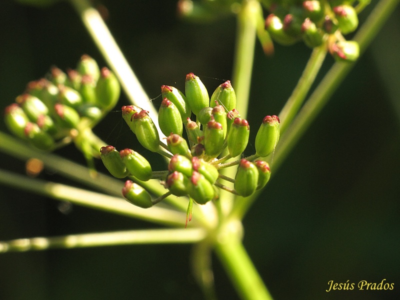 Umbelífera_10.JPG