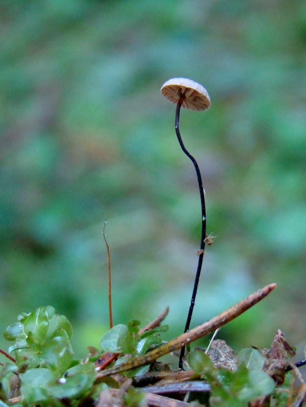 Marasmius androsaceus 9350.JPG