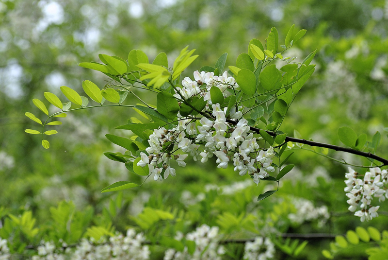 Fabaceae - Robinia pseudoacacia 2-01.jpg