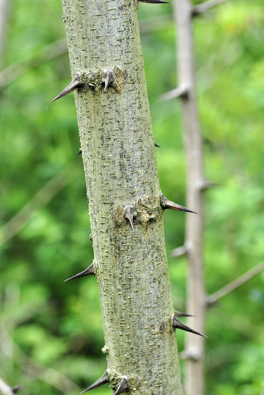 Fabaceae - Robinia pseudoacacia 3-01.jpg