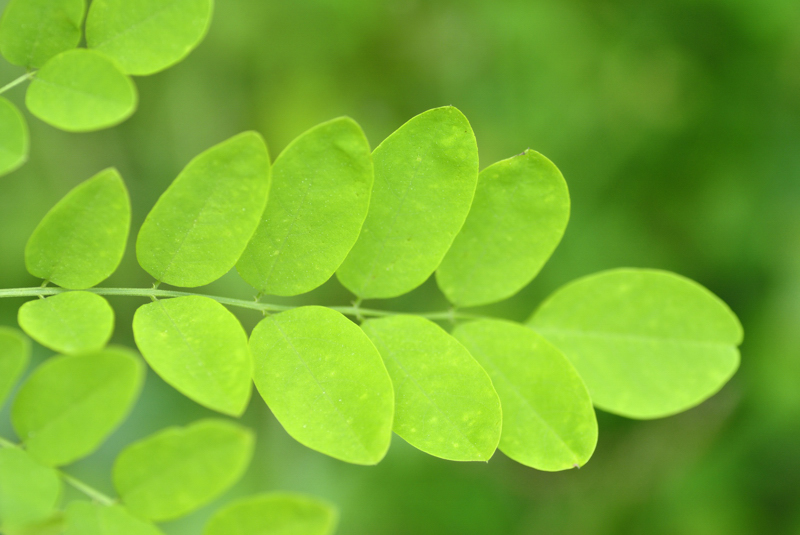 Fabaceae - Robinia pseudoacacia 4-01.jpg