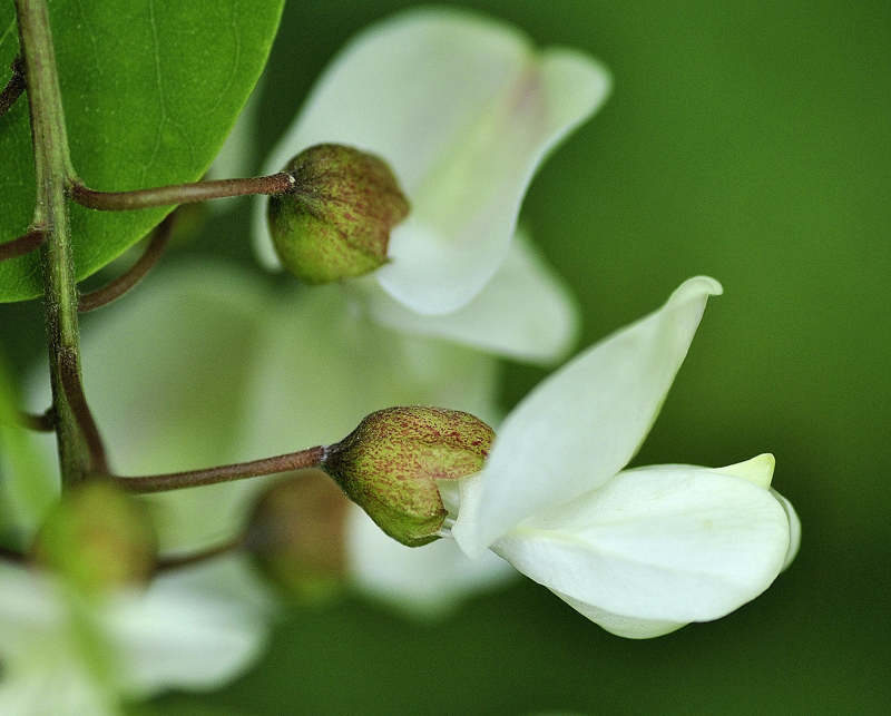 Fabaceae - Robinia pseudoacacia 5-01.jpg