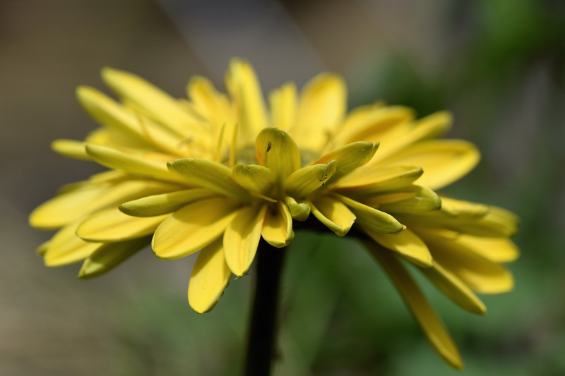 Asteraceae - Gerbera 4-01.jpg