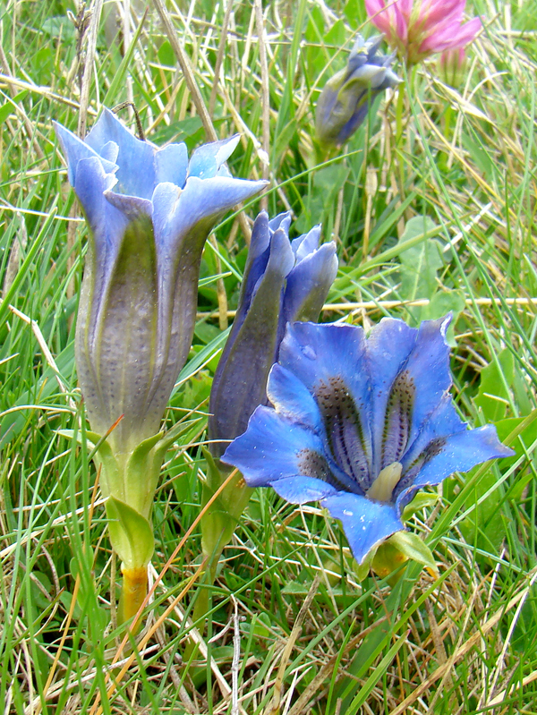 Gentiana 5284.JPG