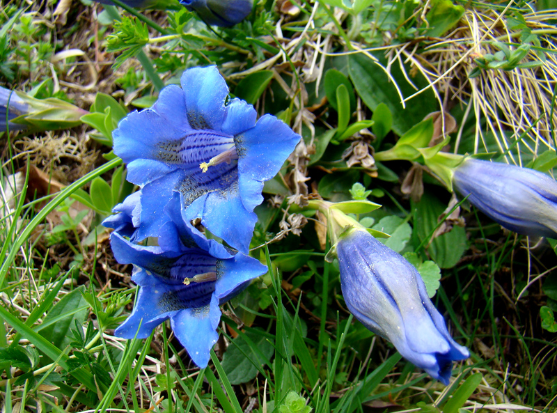 Gentiana 5155.JPG