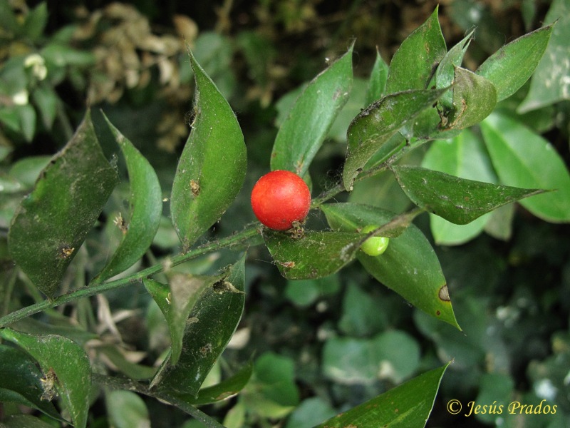 Ruscus aculeatus_6.JPG