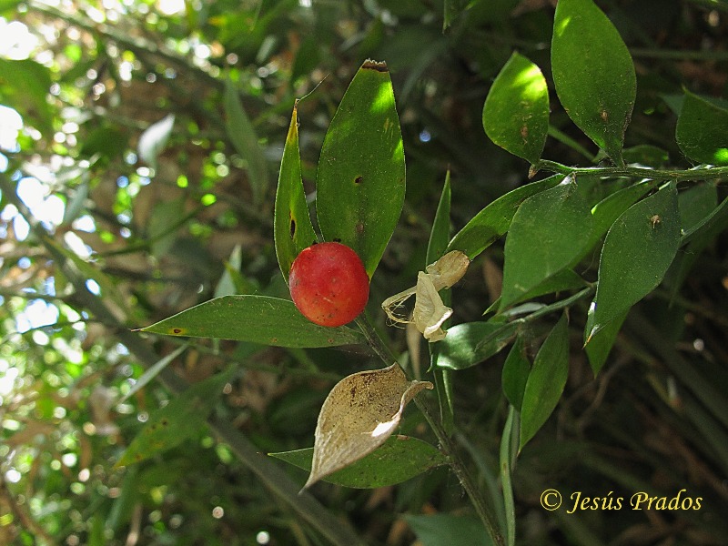 Ruscus aculeatus_4.JPG