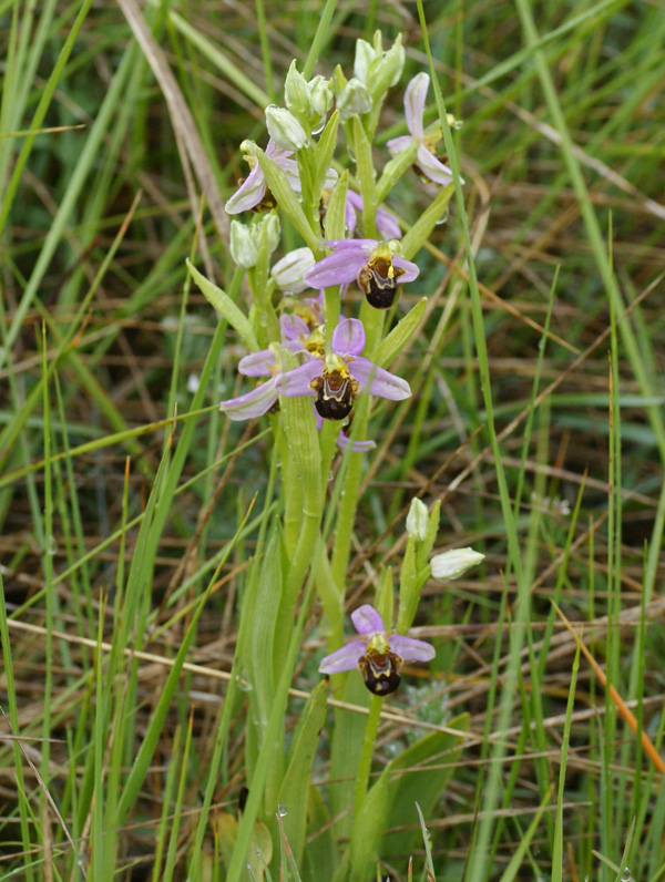Ophrys scolopax  3373.jpg