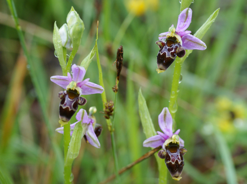 Ophrys scolopax 3371.jpg