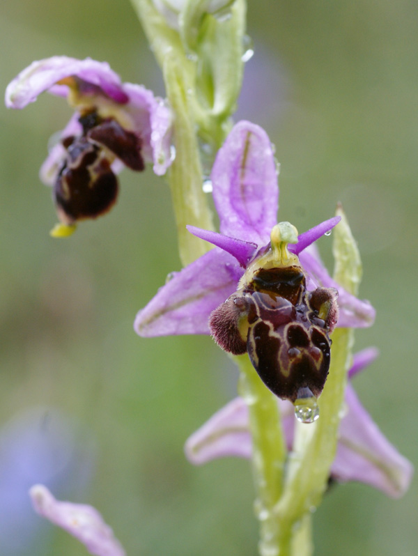Ophrys scolopax 3367.jpg