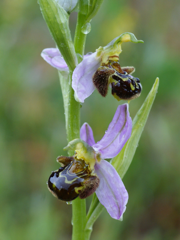 Ophrys scolopax 3338.jpg
