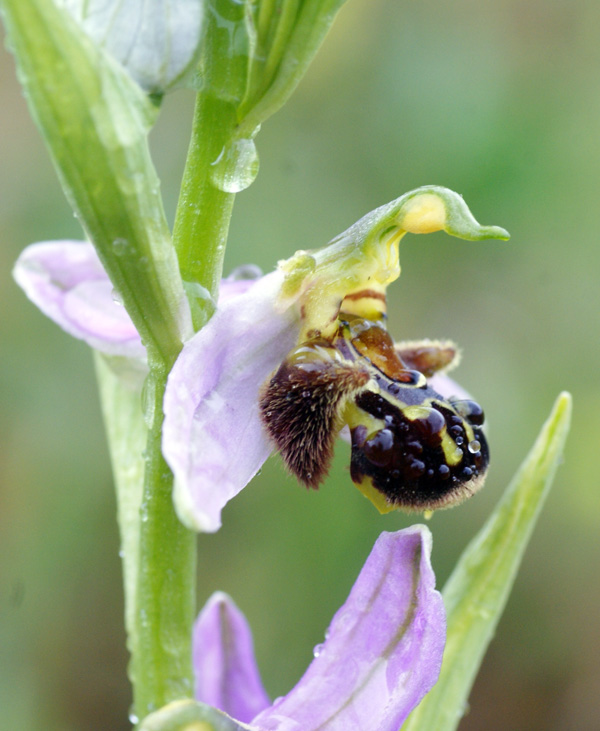 Ophrys scolopax 3336.jpg