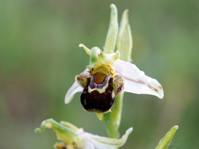Ophrys scolopax 3335.jpg