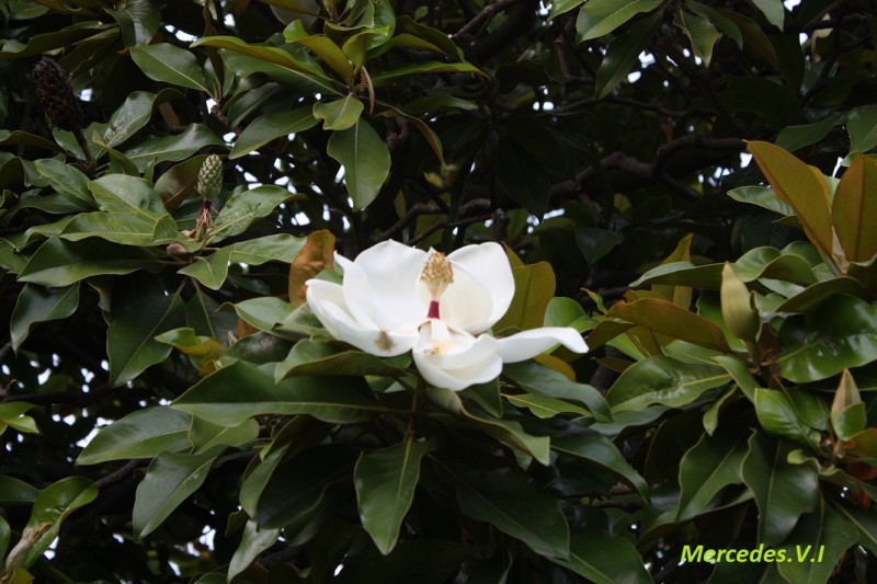 IMG_7114magnolia1.jpg