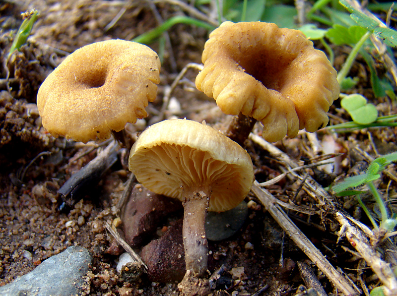 Crepidotus subfulviceps 7713.JPG