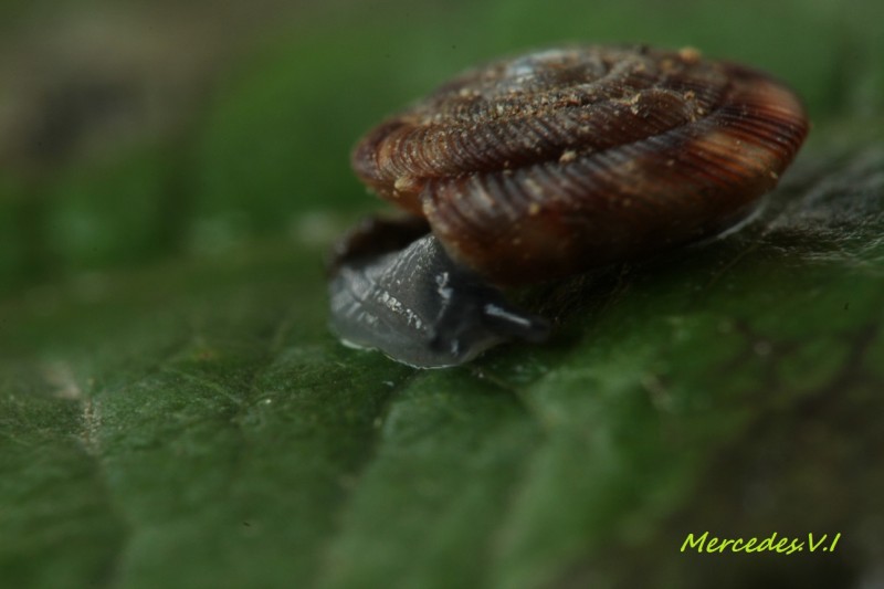 IMG_9799CARACOL2.jpg