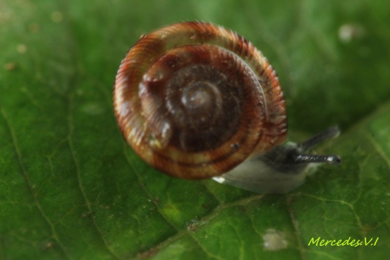 IMG_9827CARACOL1.jpg