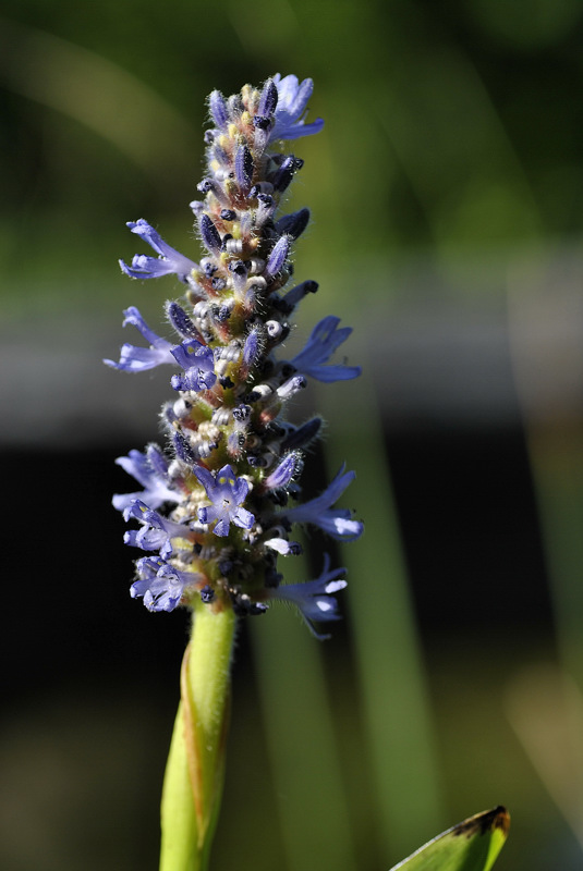 Pontederiaceae - Pontederia cordata 3-01.jpg