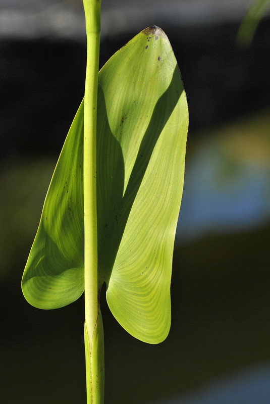 Pontederiaceae - Pontederia cordata 6-01.jpg