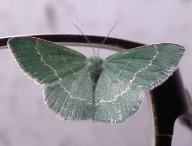 Chlorissa chloraria 2 (9-7-10 Arguis).jpg