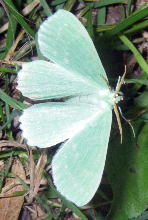 Geometra papilionaria 2 (11-8-11 Aigüestortes).jpg