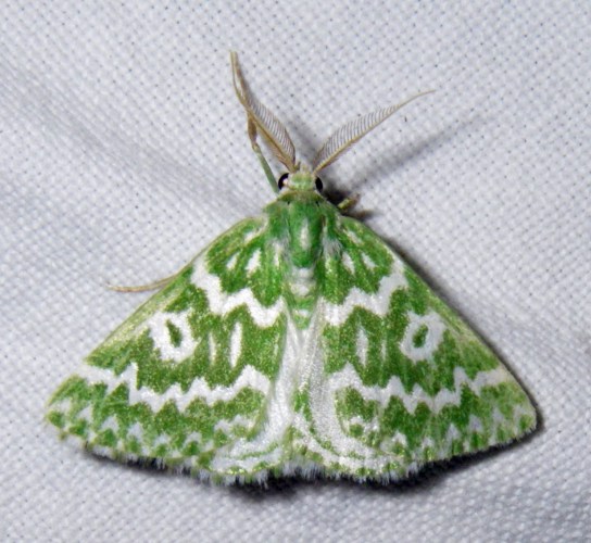 Thetidia plusiaria (2-7-11 Cinctorres).jpg