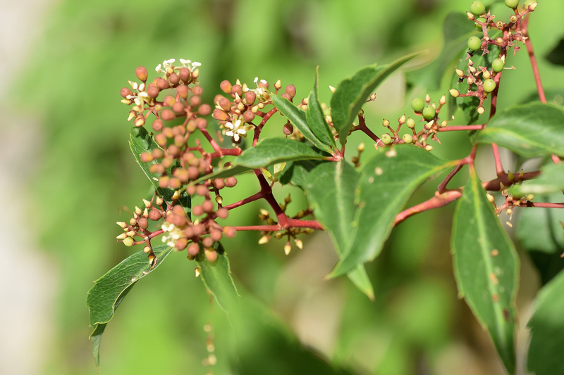 Vitaceae - Parthenocissus tricuspidata 2-01.jpg