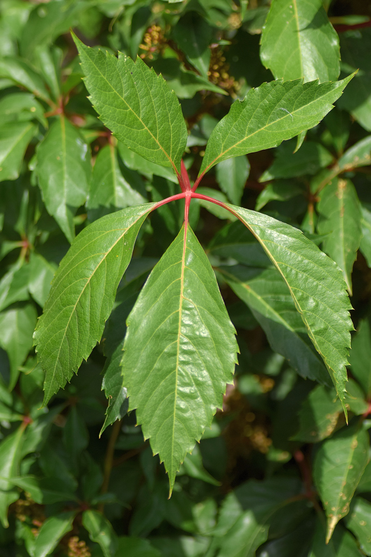 Vitaceae - Parthenocissus tricuspidata 3-01.jpg