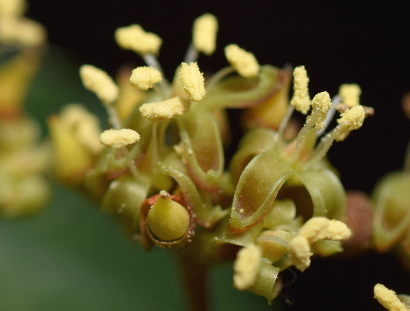 Vitaceae - Parthenocissus tricuspidata 4-01.jpg