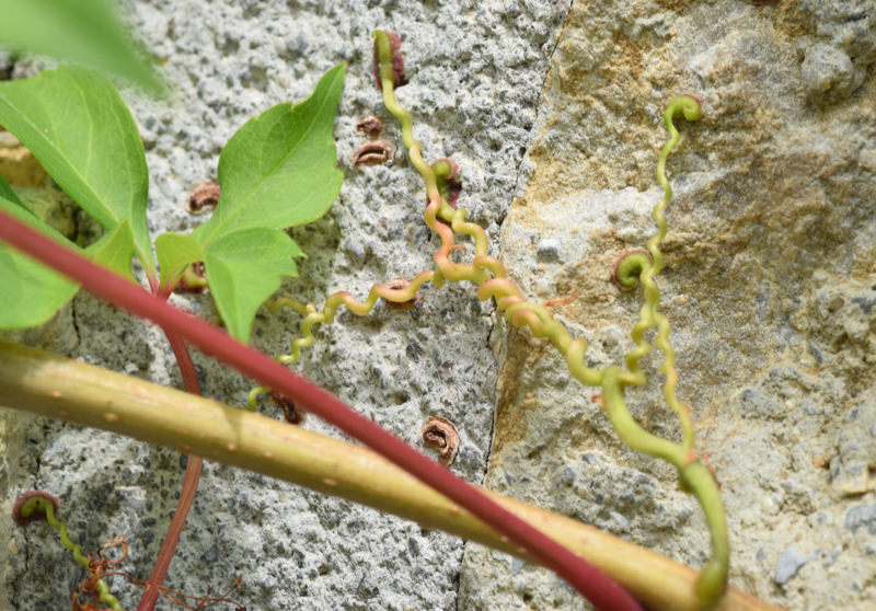 Vitaceae - Parthenocissus tricuspidata 5-01.jpg