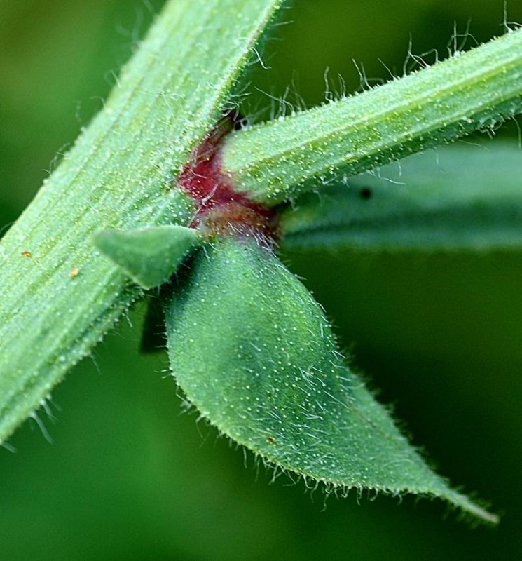 Fabaceae - Lathyrus odoratus 4-004.jpg