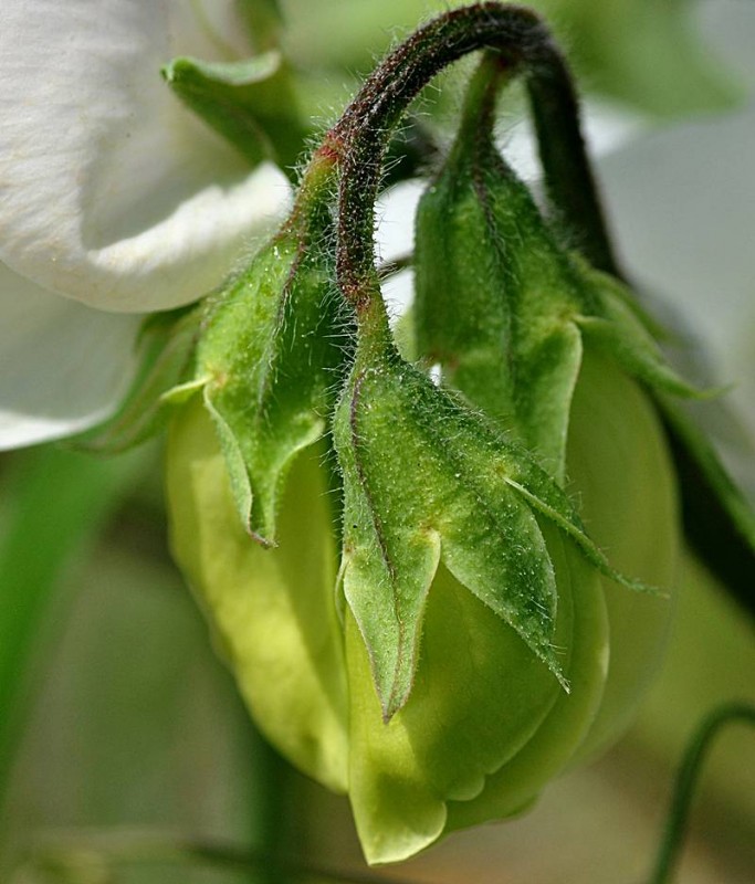 Fabaceae - Lathyrus odoratus 2-002.jpg