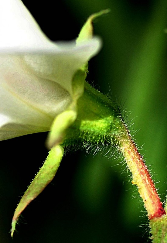 Fabaceae - Lathyrus odoratus 1-001.jpg