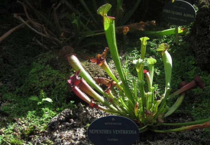 Nepenthes ventricosa R4.jpg