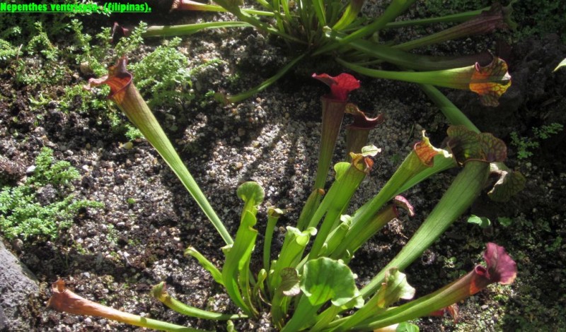 Nepenthes ventricosa R3.jpg