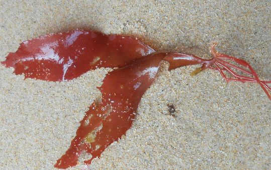 alga roja asturiana a identificar.gif